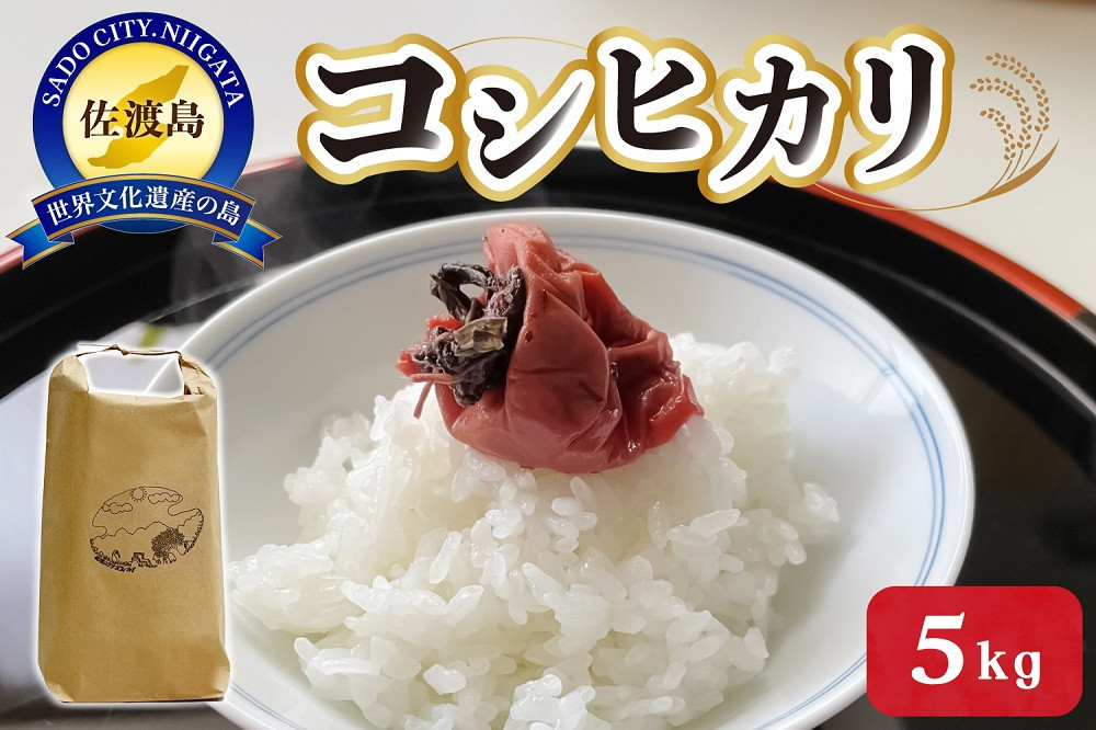 令和7年産　佐渡産コシヒカリ　5キロ　精米　白米　