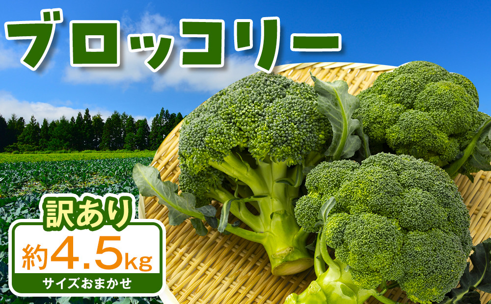 訳ありブロッコリー　約4.5kg（サイズおまかせ）