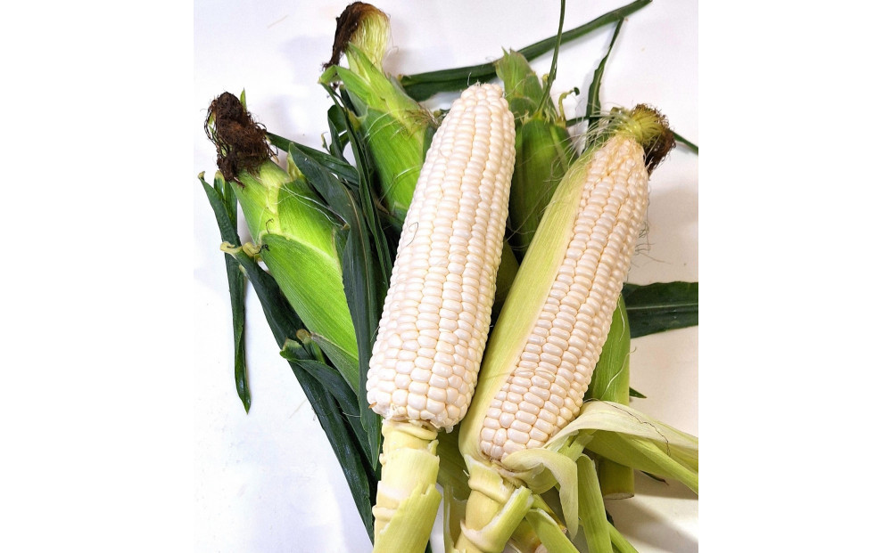 ご家庭用細物ホワイトコーン　約3.5kg×2