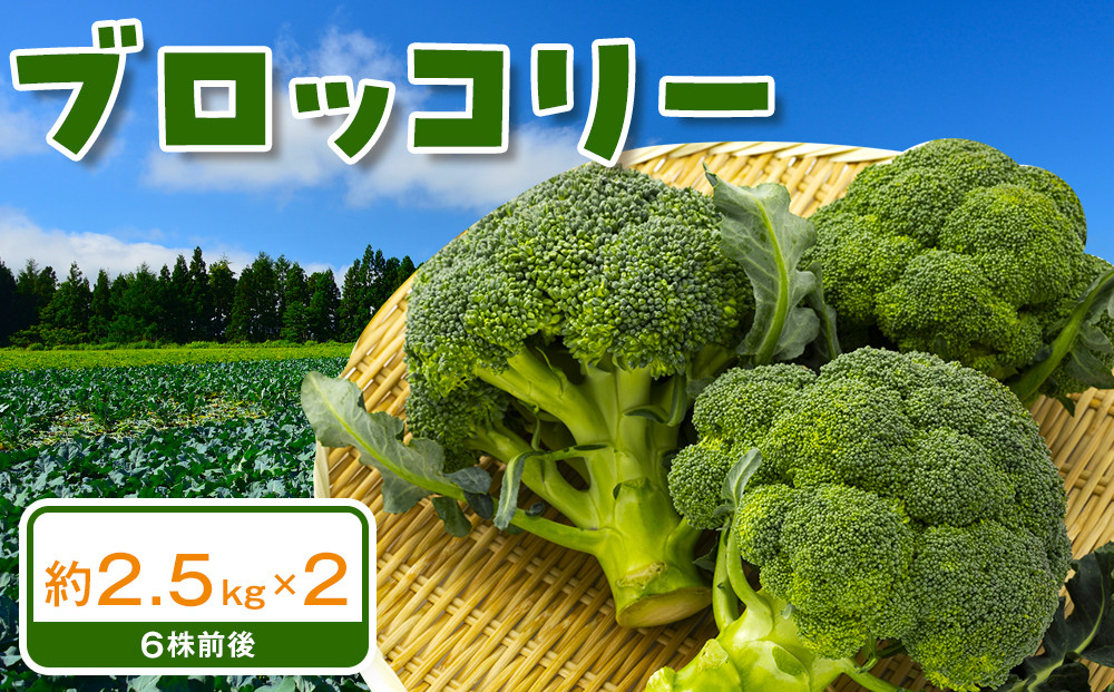 ブロッコリー　約2.5kg×2