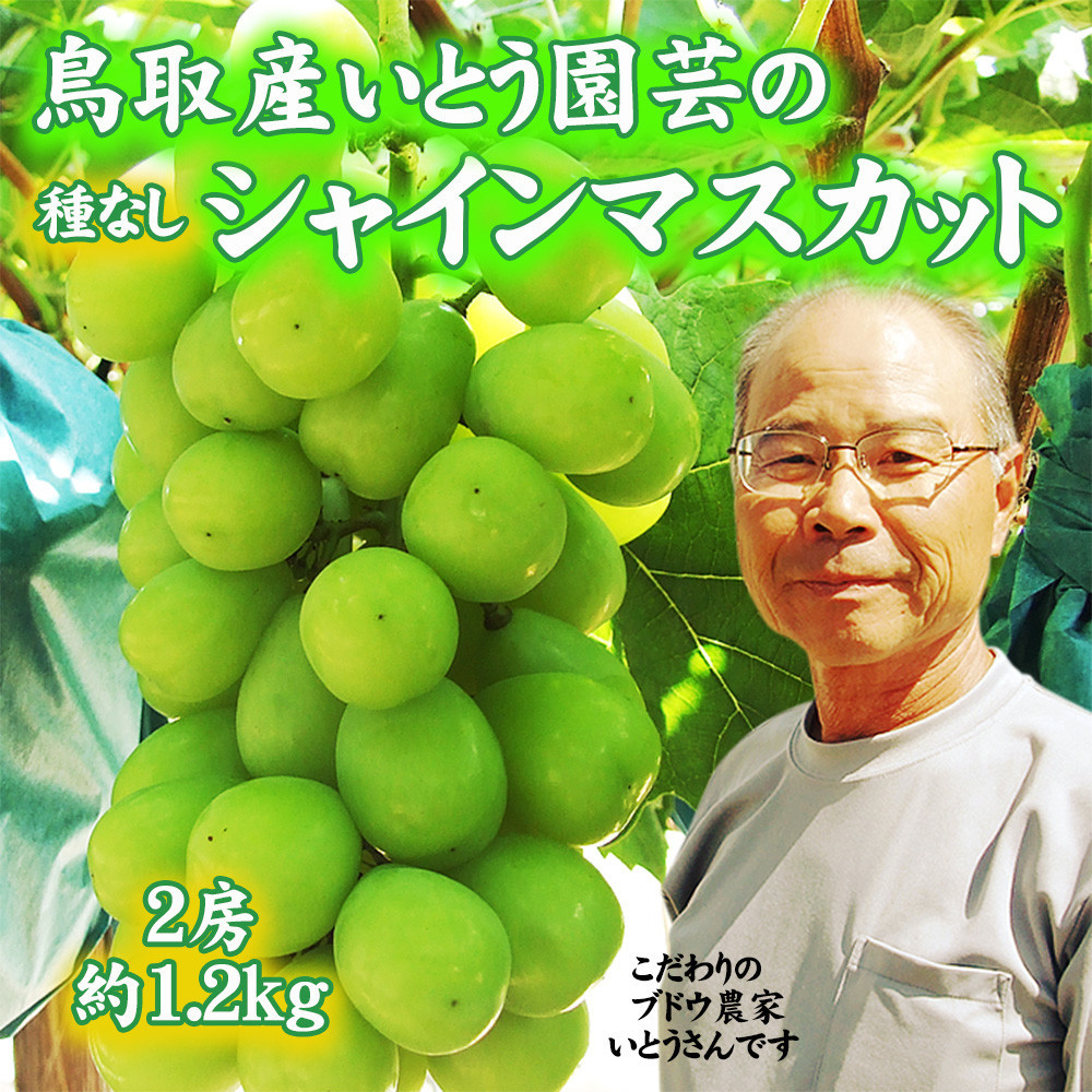 農家直送&nbsp;鳥取いとう園芸産&nbsp;シャインマスカット&nbsp;2房で約1.2kg