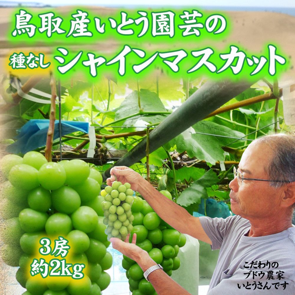 農家直送&nbsp;鳥取いとう園芸産&nbsp;種なしシャインマスカット&nbsp;3房で約2kg