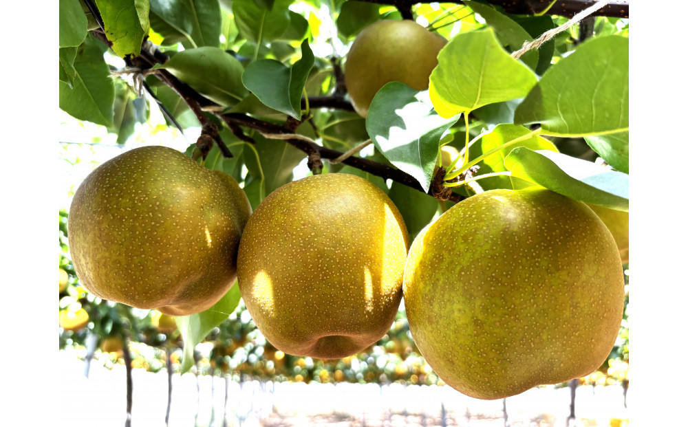 1257.【2026年度発送先行予約】訳あり　新甘泉　5kg