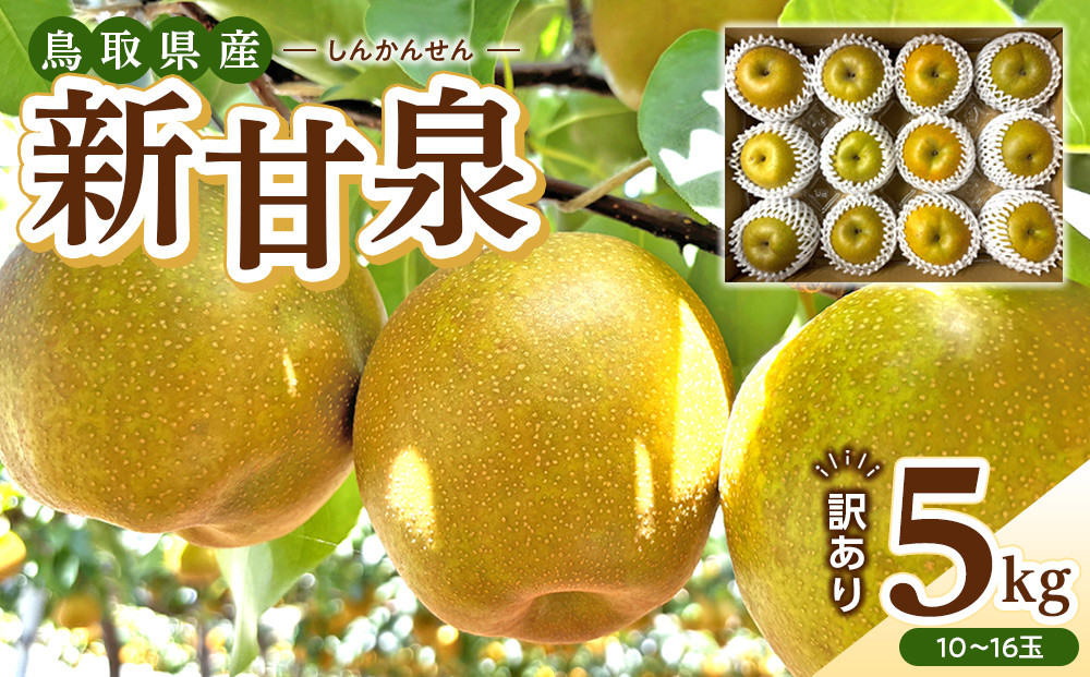 【2026年度発送&nbsp;先行予約】訳あり&nbsp;新甘泉&nbsp;5kg【梨&nbsp;なし&nbsp;しんかんせん&nbsp;5キロ&nbsp;家庭用&nbsp;訳アリ&nbsp;令和8年&nbsp;先行受付&nbsp;新鮮&nbsp;鳥取県産&nbsp;鳥取県&nbsp;北栄町&nbsp;おすすめ&nbsp;人気】