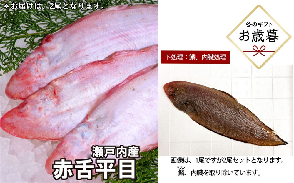 【お歳暮】【鱗、内臓処理】赤舌平目&nbsp;2尾（1尾、約250g～300g）れんちょうがれい&nbsp;レンチョウ