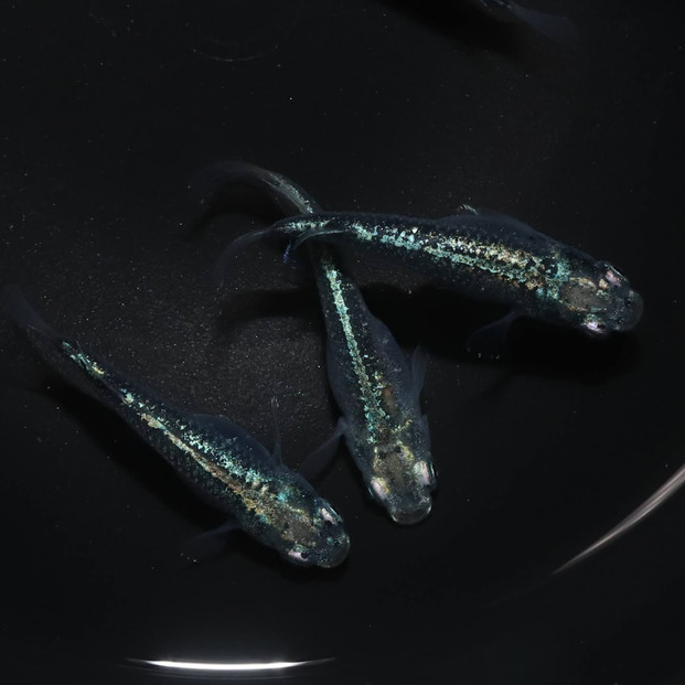 ゴジラ（メダカ）1ペア&nbsp;メダカ屋えん&nbsp;横浜市