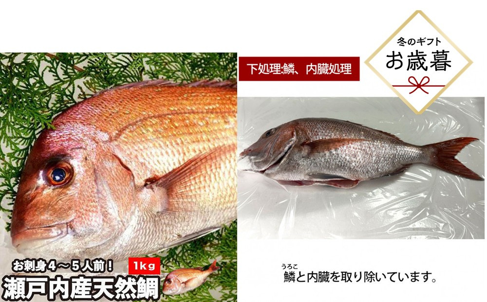 【お歳暮】【鱗、内臓処理】活き締め真鯛1尾（約1kg）タイ&nbsp;たい&nbsp;刺身&nbsp;鍋
