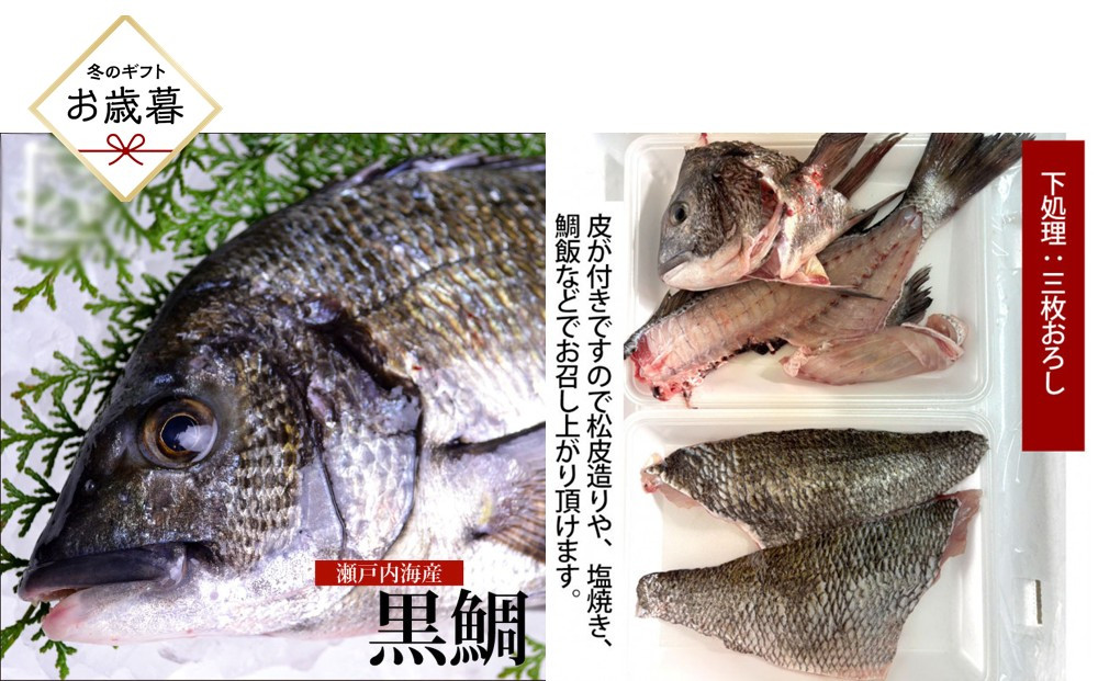 【お歳暮】【三枚おろし皮付き】黒鯛 1尾（約1ｋg）ちぬ チヌ 刺身