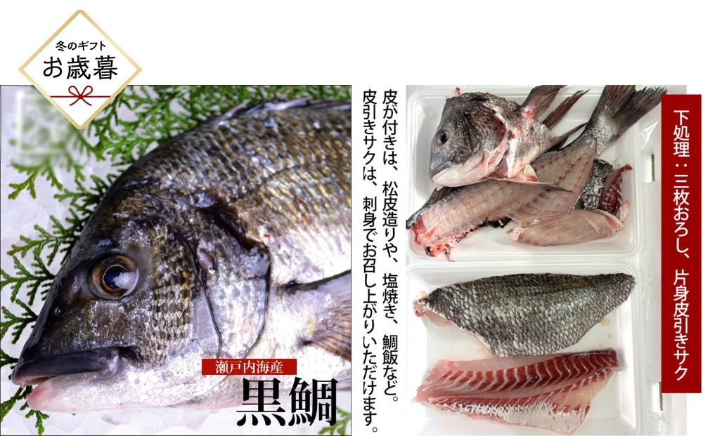 【お歳暮】【三枚おろし片身皮引きサク、片身皮付き】黒鯛&nbsp;1尾（約1ｋg）ちぬ&nbsp;チヌ&nbsp;刺身