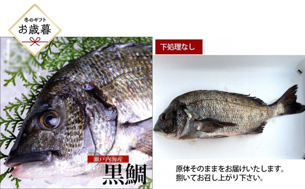 【お歳暮】【下処理なし】黒鯛&nbsp;1尾（約1ｋg）ちぬ&nbsp;チヌ&nbsp;刺身