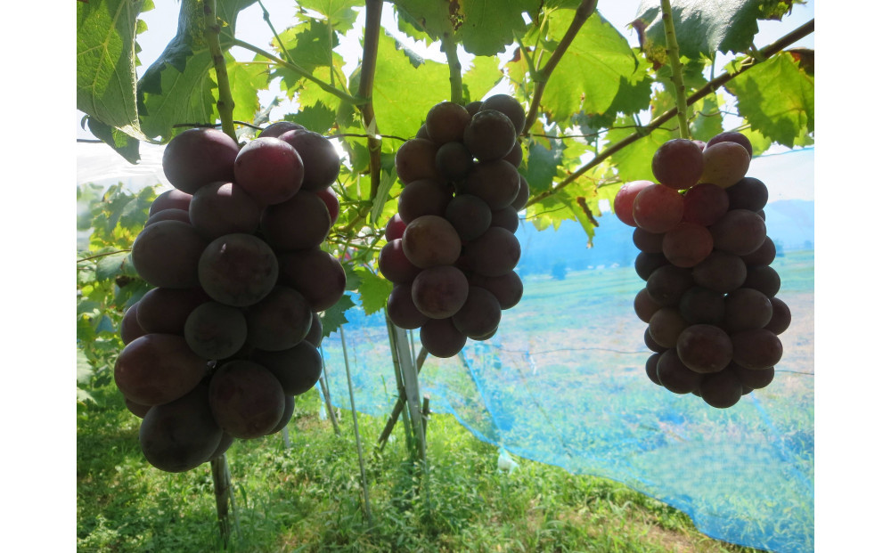 【2026年先行予約】南魚沼市産&nbsp;藤みのり3～4房（1.5ｋｇ以上）