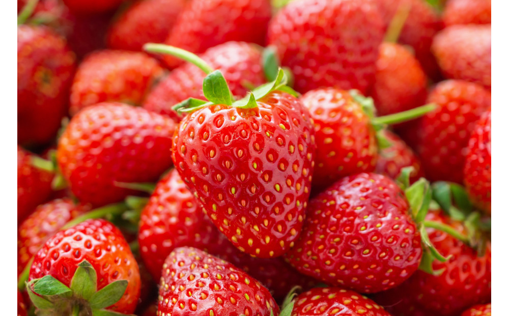 こだわり栽培　いちご　おいCベリー　【2025年12月～2026年4月末までお届け】