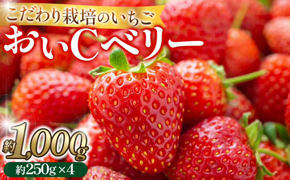 こだわり栽培&nbsp;いちご&nbsp;おいCベリー&nbsp;約1kg（約250g×4パック）【2026年1月下旬～2026年4月末までお届け】