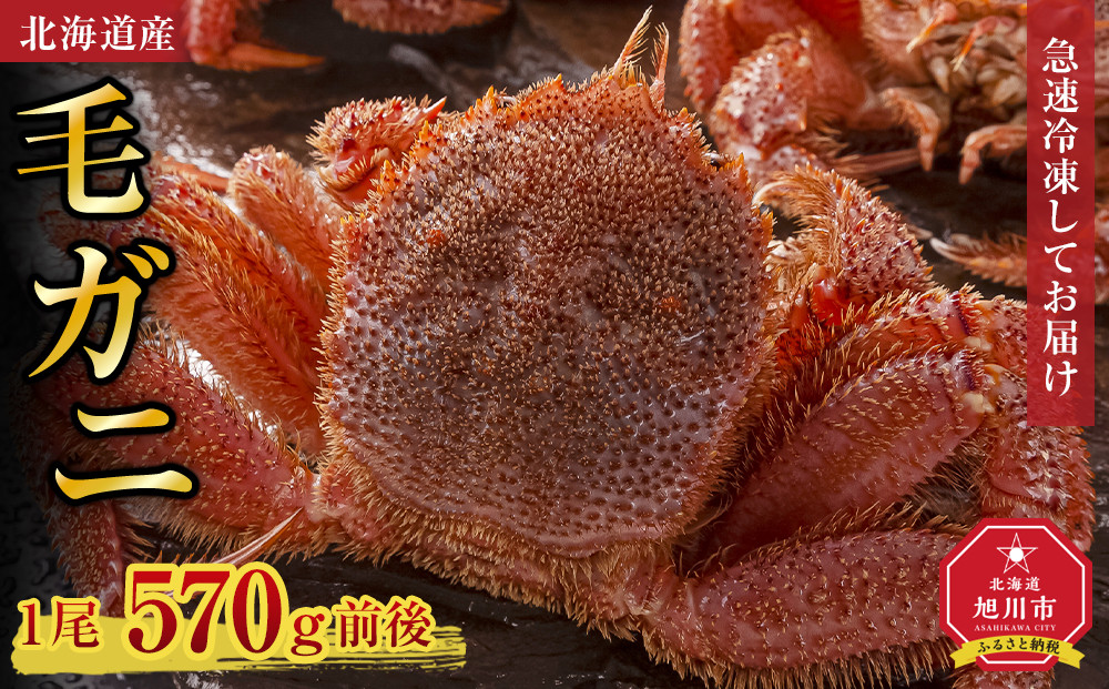 北海道産毛ガニ1尾&nbsp;570g前後_05580
