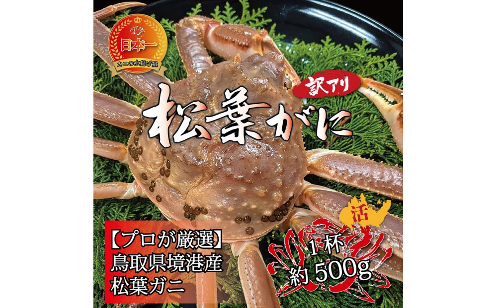 境港産 松葉ガニ500g（活冷）訳あり