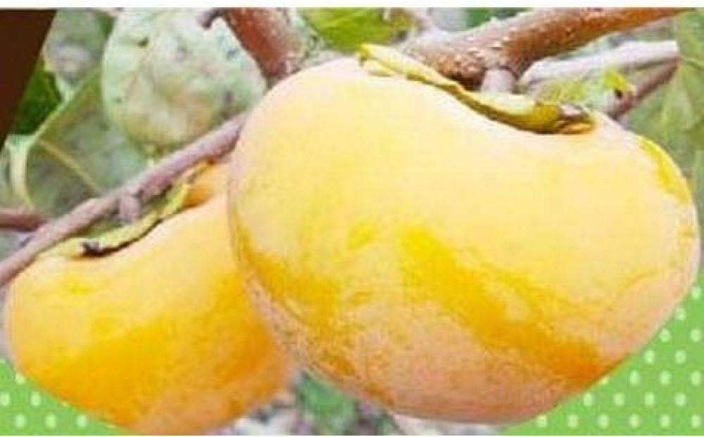 1258.【先行予約】輝太郎柿　赤秀3kg（7～10玉）