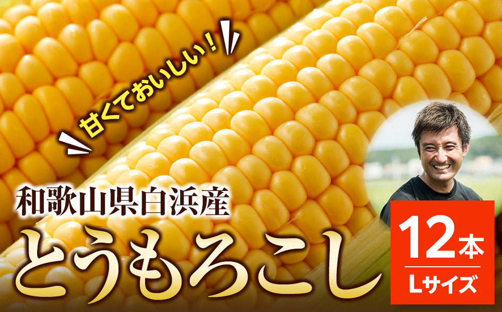 ［先行予約］しらはま農家&nbsp;とうもろこし&nbsp;Lサイズ&nbsp;12本&nbsp;［2026年6月発送予定］