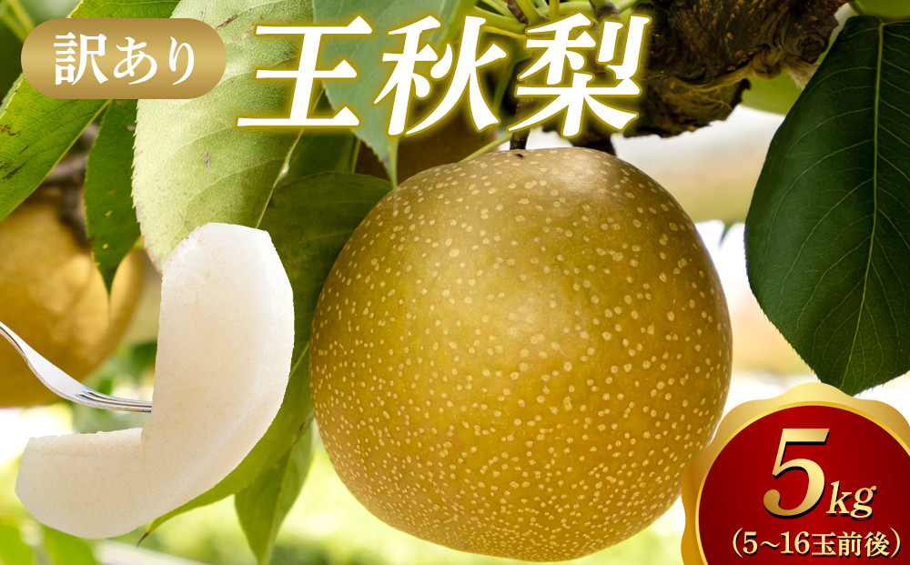 【2026年1月頃発送】【訳あり】王秋梨5kg　（5～16玉前後）【梨&nbsp;なし&nbsp;王秋&nbsp;おうしゅう&nbsp;家庭用&nbsp;訳アリ&nbsp;5kg&nbsp;果物&nbsp;フルーツ&nbsp;おすすめ&nbsp;人気&nbsp;鳥取県&nbsp;北栄町&nbsp;令和8年発送】