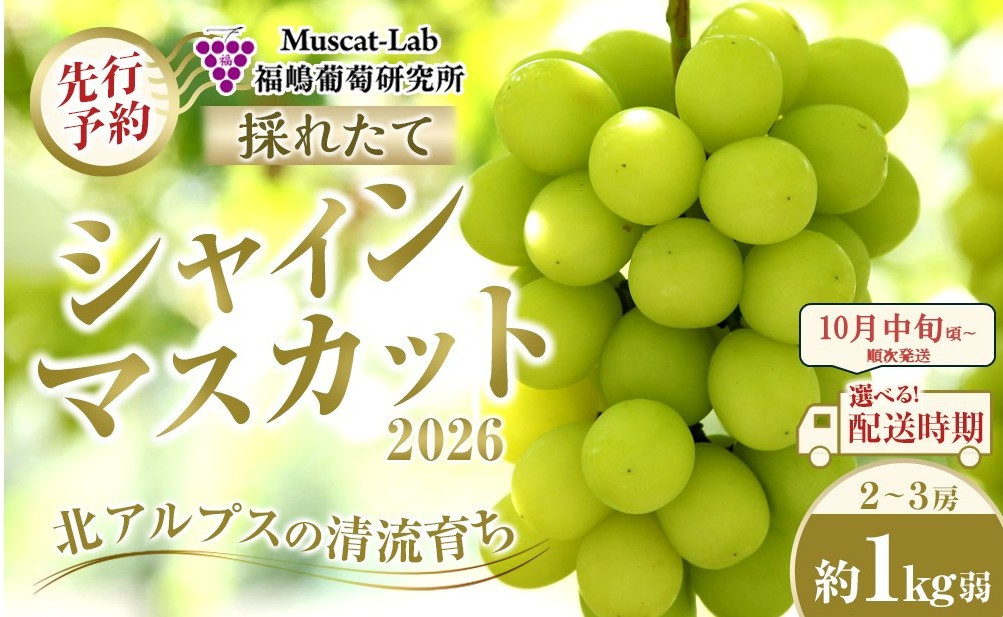 【先行予約】B　2026&nbsp;&nbsp;シャインマスカット　２房～３房　約1キロ弱&nbsp;【2026年10月中旬頃～順次発送予定】長野県産&nbsp;　国際特許有機肥料栽培