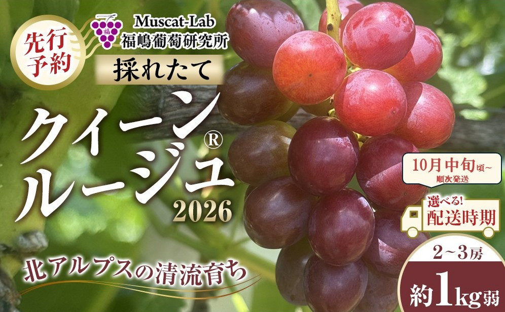 【先行予約】B　2026&nbsp;&nbsp;クイーンルージュ®　2房～3房　約1キロ弱&nbsp;【2026年10月中旬頃～順次発送予定】長野県産　国際特許有機肥料栽培