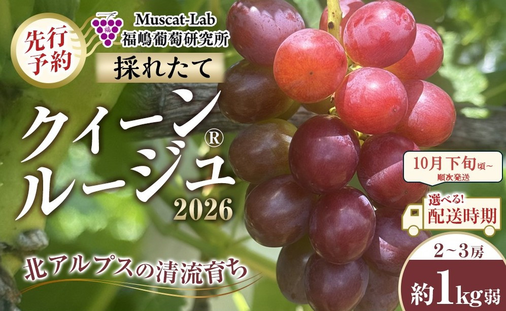 【先行予約】C　2026&nbsp;&nbsp;クイーンルージュ®　2房～3房　約1キロ弱【2026年10月下旬頃～順次発送予定】長野県産　国際特許有機肥料栽培