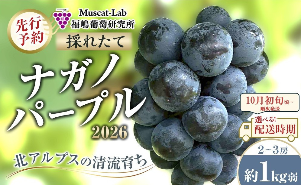 【先行予約】B　2026　ナガノパープル　2房～3房　約1キロ弱　長野県産【2026年10月初旬頃～順次発送予定】国際特許有機肥料栽培