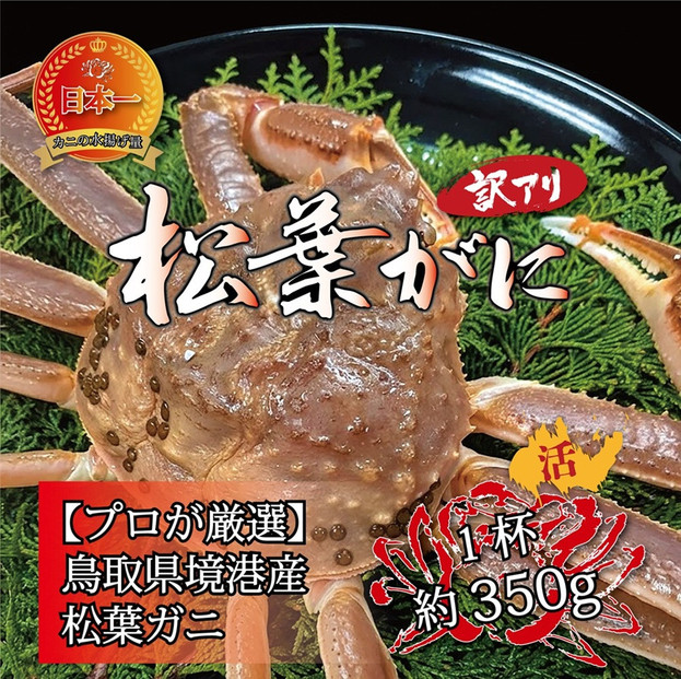 境港産 松葉ガニ350g（活冷）訳あり