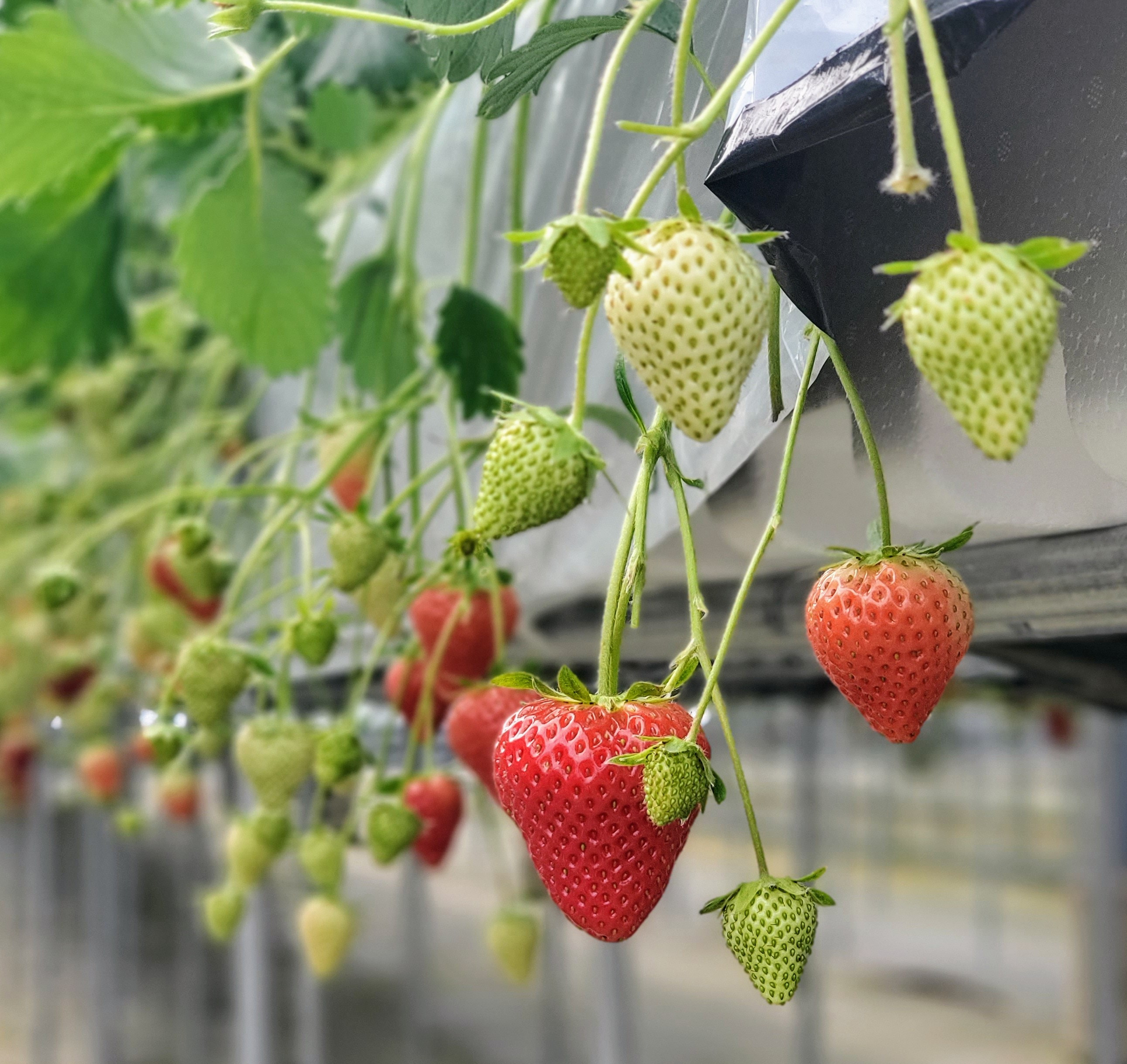 いちご狩り&nbsp;大人2名&nbsp;4品種栽培