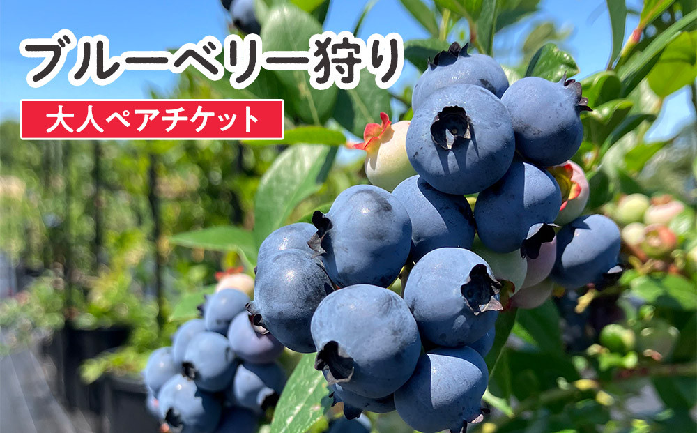 ブルーベリー狩り　（大人2人）
