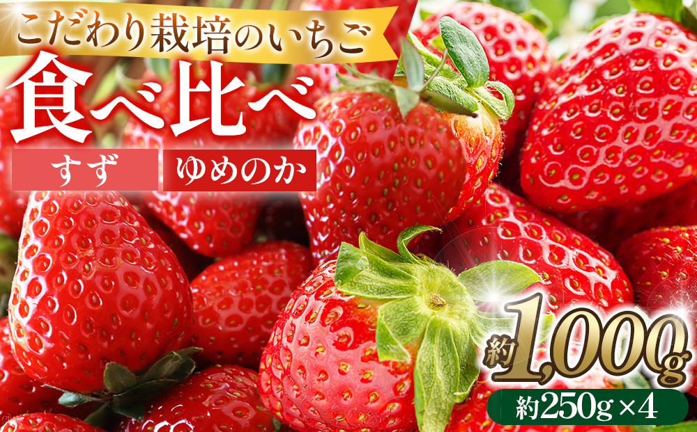 こだわり栽培&nbsp;いちご【食べ比べ】約1kg　すず&ゆめのか（各2パック）【2026年1月下旬～2026年4月末までお届け】