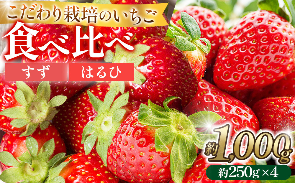 こだわり栽培&nbsp;いちご【食べ比べ】　すず&はるひ（各2パック）【2026年1月下旬～2026年4月末までお届け】