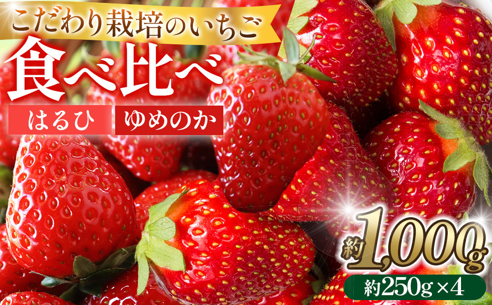 こだわり栽培&nbsp;いちご&nbsp;【食べ比べ】&nbsp;約1kg&nbsp;はるひ＆ゆめのか(各2パック)【2026年1月下旬～2026年4月末までお届け】