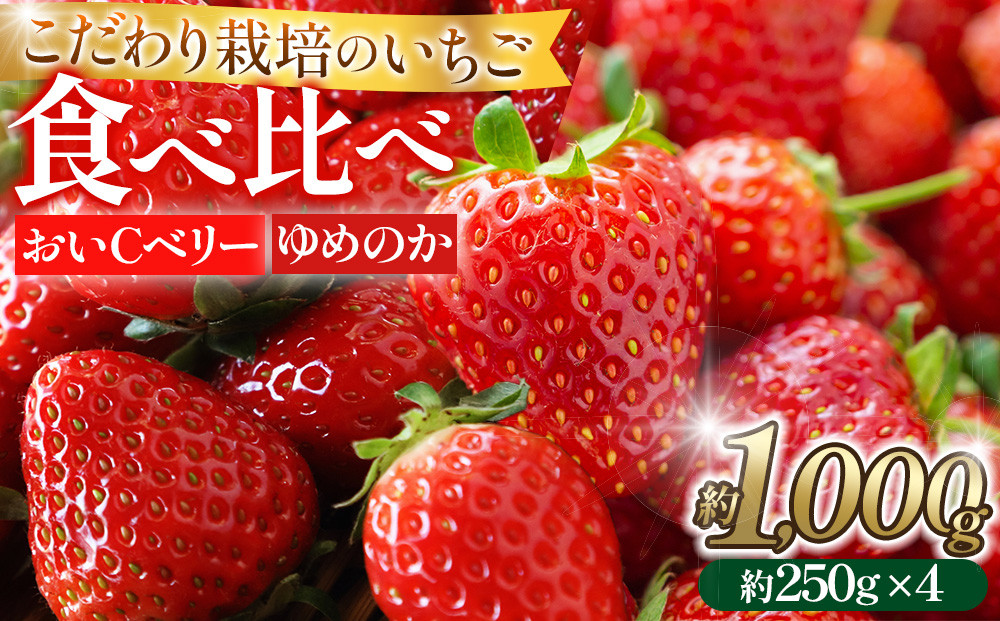 こだわり栽培&nbsp;いちご&nbsp;【食べ比べ】約1kg&nbsp;おいCベリー＆ゆめのか(各2パック)【2026年1月下旬～2026年4月末までお届け】