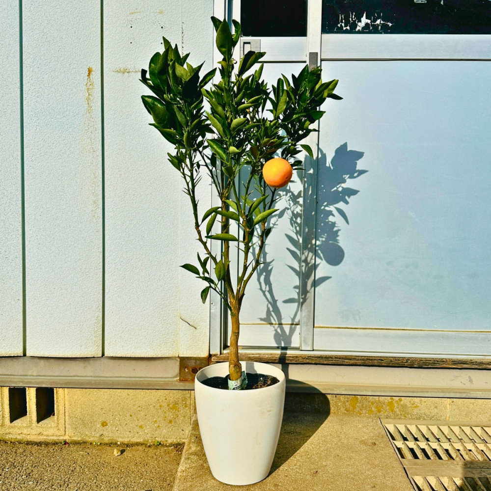 【2026年5月中旬から発送】みかんの苗木&nbsp;せとか&nbsp;7号&nbsp;鉢カバー&nbsp;果樹苗(ガーデニング用)