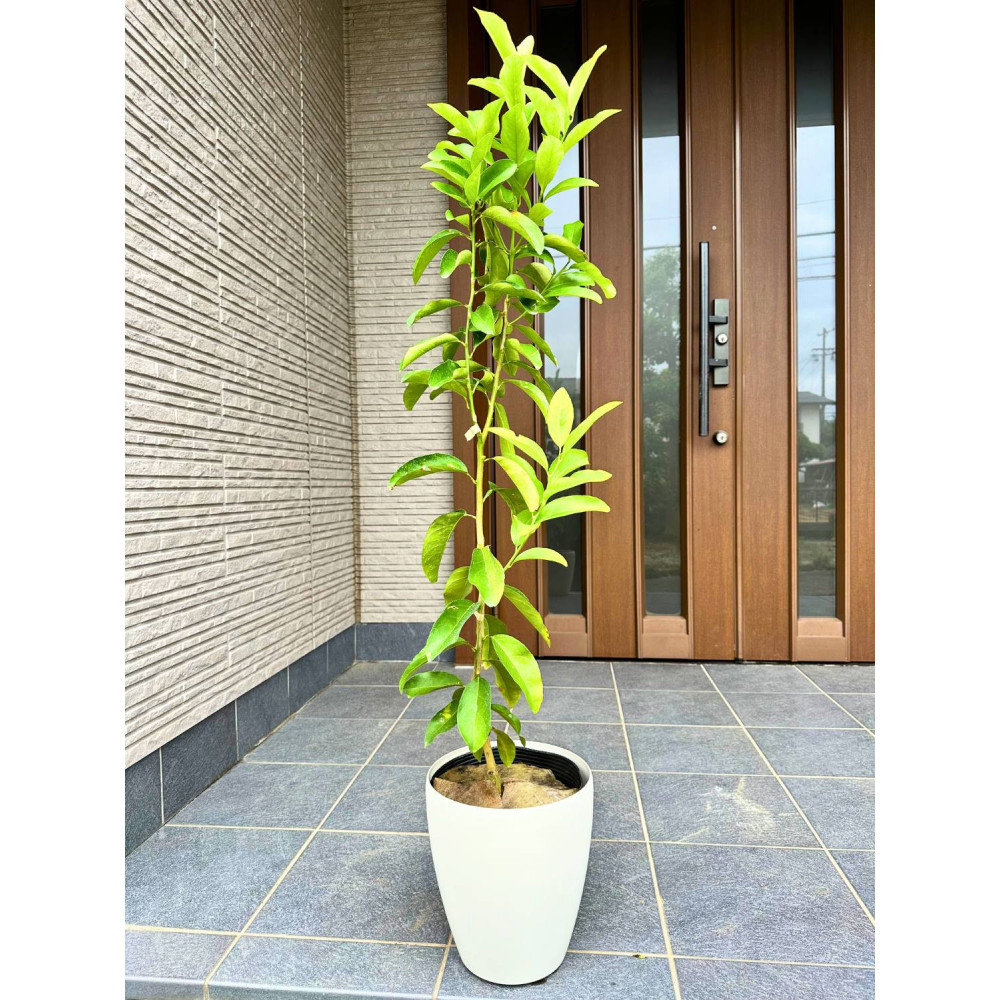 ＜2026年5月中旬頃発送＞レモンの木(璃の香)りのか&nbsp;7号鉢カバー(ガーデニング用)