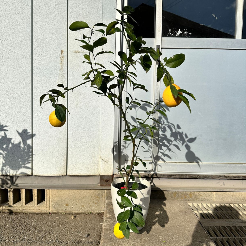【2026年5月中旬～発送】レモンの木&nbsp;マイヤーレモンの苗木&nbsp;7号鉢カバー実付きのいい品種(ガーデニング用)