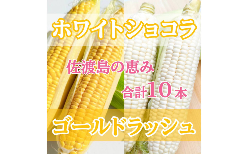 【2026年6月以降発送分】高糖度とうもろこし「ゴールドラッシュ」&「ホワイトショコラ」各5本&nbsp;食べ比べセット