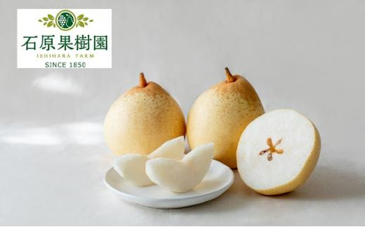 梨&nbsp;2026年&nbsp;&nbsp;鴨梨（ヤーリー）大玉6～10玉&nbsp;約4kg&nbsp;化粧贈答箱&nbsp;赤秀【ナシ&nbsp;なし&nbsp;岡山県産&nbsp;国産&nbsp;フルーツ&nbsp;果物&nbsp;ギフト&nbsp;石原果樹園】