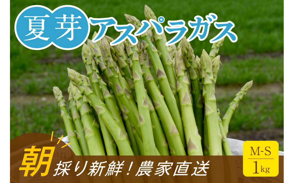 【2026年6月頃発送】【朝採り】夏芽アスパラガス&nbsp;1kg（M-Sサイズ）福岡県産&nbsp;2026年