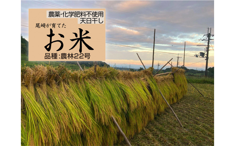 米粒が光る近江棚田米&nbsp;農林22号白米5kg&nbsp;天日干し&nbsp;栽培期間中農薬・化学肥料不使用