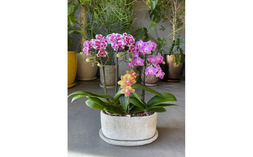 胡蝶蘭アレンジメント