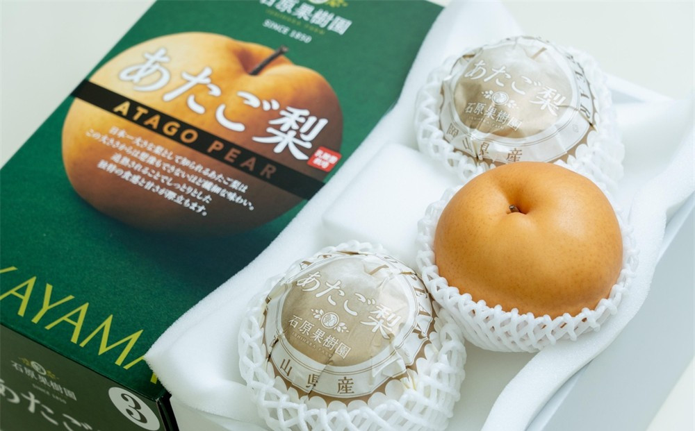 梨&nbsp;2026年&nbsp;&nbsp;あたご梨&nbsp;3玉（約500g玉）&nbsp;化粧贈答箱赤秀【ナシ&nbsp;なし&nbsp;岡山県産&nbsp;国産&nbsp;フルーツ&nbsp;果物&nbsp;ギフト&nbsp;石原果樹園】