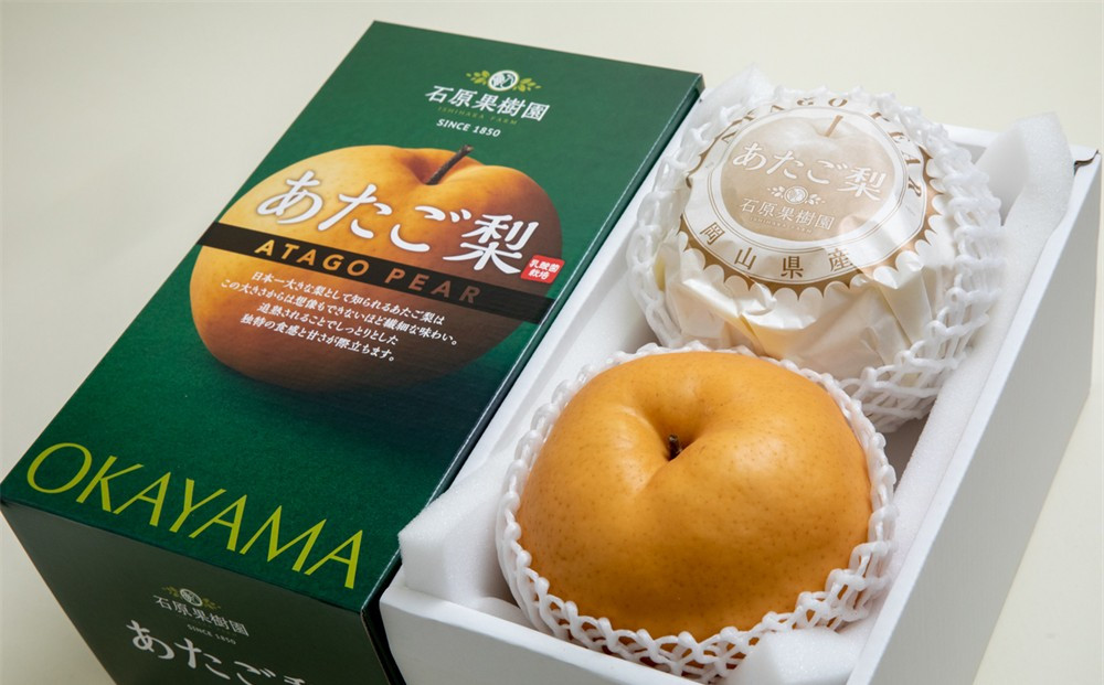 梨&nbsp;2026年&nbsp;&nbsp;あたご梨&nbsp;2玉（約1.3kg玉）化粧贈答箱赤秀【ナシ&nbsp;なし&nbsp;岡山県産&nbsp;国産&nbsp;フルーツ&nbsp;果物&nbsp;ギフト&nbsp;石原果樹園】