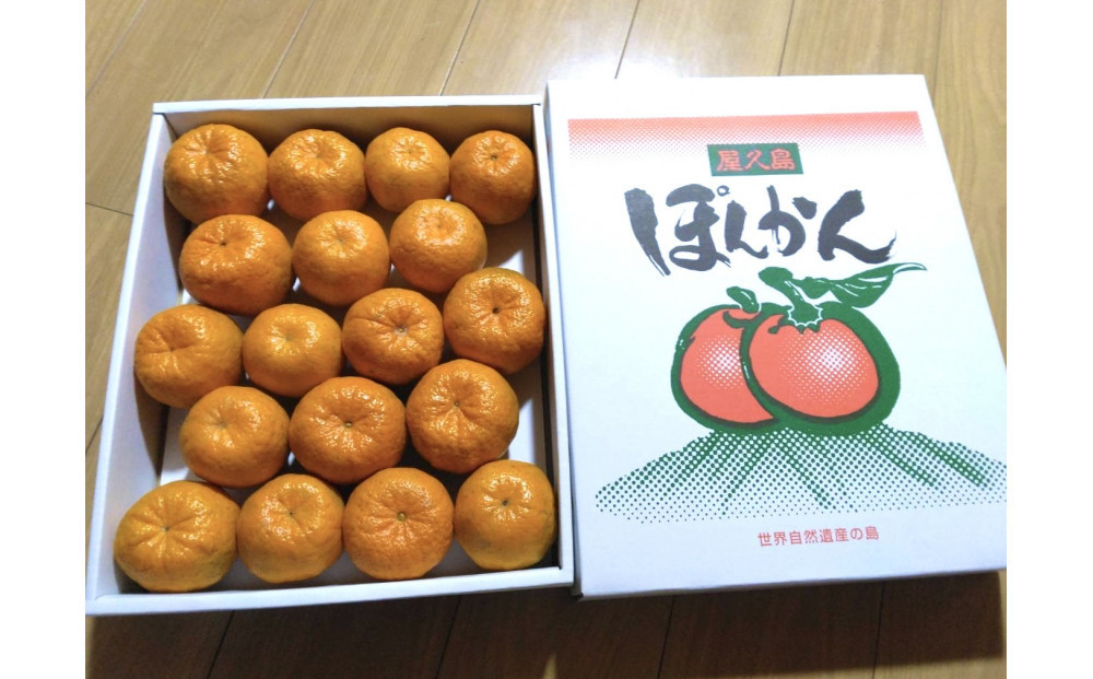 世界遺産の島 屋久島産 完熟ぽんかん1.5kg（2026年1月下旬発送予定）