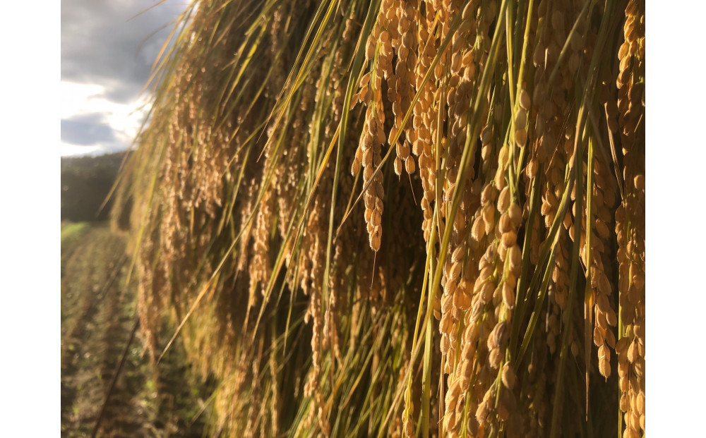 天日干し　特別栽培米　白米５kg