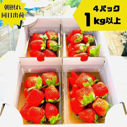 《限定2月発送》朝採り同日出荷&nbsp;イチゴ　御前崎産かおり野　1kg(250g×4パック)