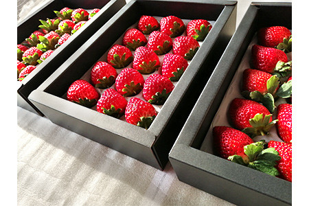 苺三種の宴・特選品&nbsp;(紅ほっぺ・幸の香・みおしずく)&nbsp;&nbsp;(各9玉～18玉入化粧箱・400ｇ以上)×3箱&nbsp;下笠いちご園