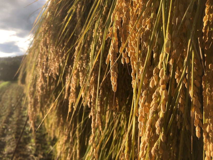 天日干し　特別栽培米　玄米１０kg