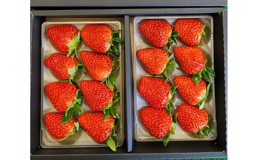 いちご&nbsp;約250g×2　【かおり野/紅ほっぺ/ベリーポップすず】から1～2品種お届け