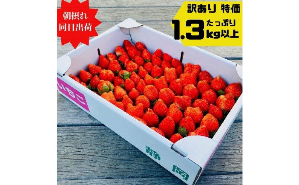 【訳あり】《限定2月発送》&nbsp;&nbsp;朝採り同日出荷&nbsp;イチゴ　御前崎産かおり野　訳あり徳用&nbsp;1.3kg
